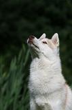 SIBERIAN HUSKY 953